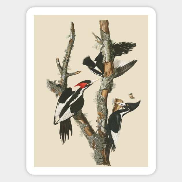 Audubons Ivory-billed Woodpecker Sticker by Dystopianpalace